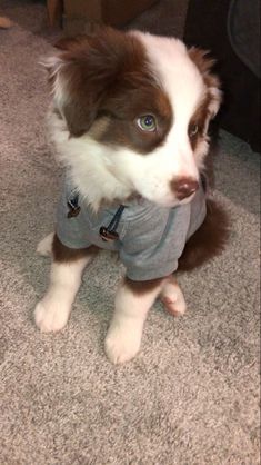 a brown and white dog wearing a gray shirt