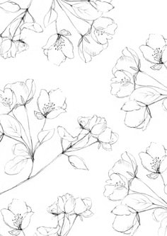 pencil drawing of flowers on white paper