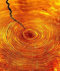 an image of a tree trunk with circles in it