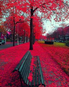 a park bench sitting under a tree filled with red leaves