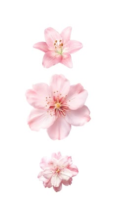 three pink flowers on a white background