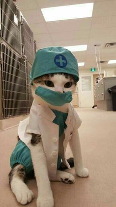 a cat wearing a coat and hat sitting on the floor in an office building with a bandage around its mouth