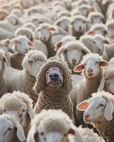 a herd of sheep standing next to each other