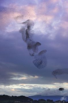 a flock of birds flying in the air over a field at dusk with clouds overhead