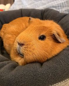 a close up of a guinea pig laying in a bed