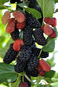 blackberries growing on a tree with green leaves