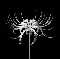 a large white flower is in the middle of a black and white photo with long thin stems