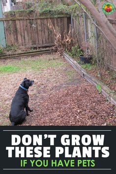 a black dog sitting on top of a grass covered field