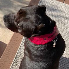 a black dog wearing a red collar sitting on top of a wooden bench