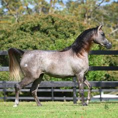 a gray horse standing in front of a wooden fence on top of a grass covered field