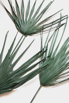 two green palm leaves on a white surface