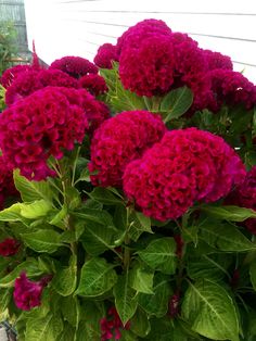 red flowers are growing in a pot outside