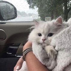 a woman holding a white kitten wrapped in a towel while sitting in the back seat of a car