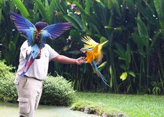 a man holding two colorful parrots in his hand while standing next to some water