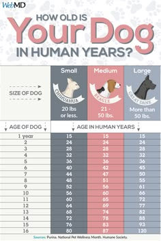 an info sheet showing how many dogs are in the dog's age and weight