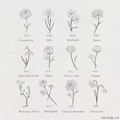 an old book with flowers and their names