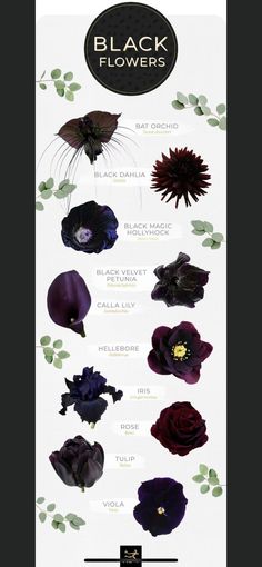 black flowers are the most beautiful flowers in the world