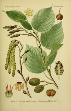 an illustration of the leaves and flowers of plant life, including seed pods and acorns