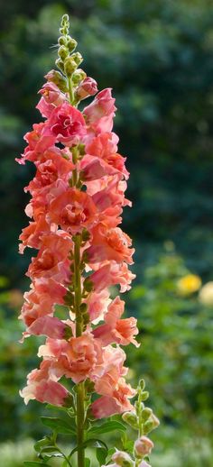 pink flowers with green leaves in the background