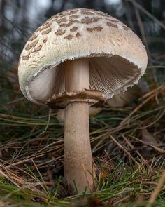 a close up of a mushroom on the ground with grass and trees in the background