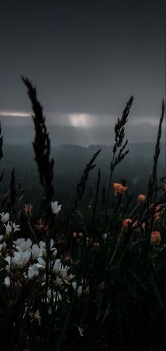 flowers in the foreground with mountains in the background at night, lit by sunlight coming through clouds