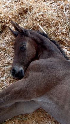 a brown horse laying on top of dry grass