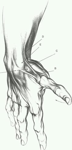 an image of the foot and ankle muscles