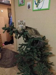 a cat sitting on top of a christmas tree