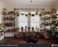 a black cat walking in front of a window filled with plants and potted plants