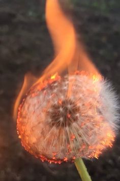 a dandelion with fire in the background