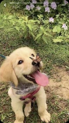 a puppy with a butterfly on its nose sitting in the grass next to some flowers