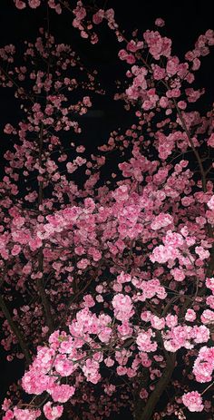 pink flowers are blooming on the branches of a tree in front of a black background