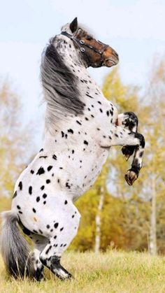 a white and black spotted horse standing on its hind legs