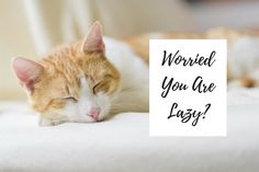 an orange and white cat sleeping on top of a bed next to a sign that says, would you are lazy?