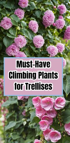 pink flowers with text overlay that says must have climbing plants for trellises