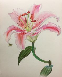 a drawing of a pink flower with green leaves