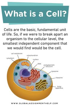 what is a cell? poster with an image of the inside of a cell and labeled in