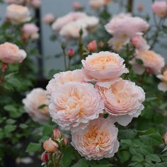 pink flowers blooming in the garden on a rainy day