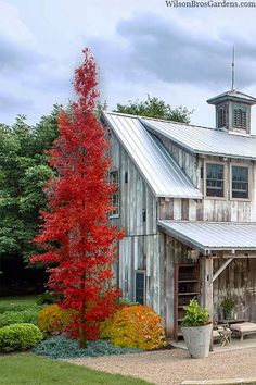 an old barn with a red tree in the foreground