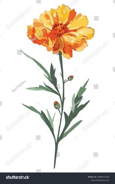 an orange flower with green leaves on a white background