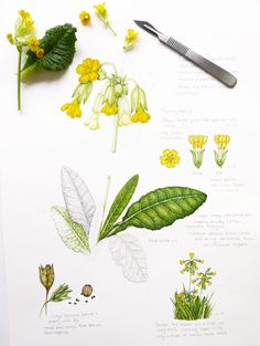 some flowers and leaves are on a sheet of paper