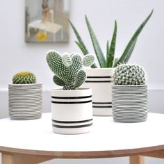 three potted cacti are sitting on a table with black and white stripes