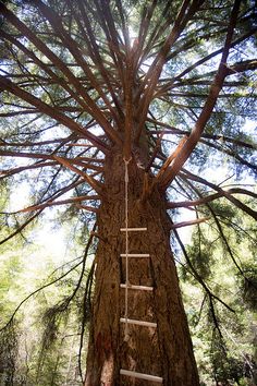 a ladder is attached to the side of a large tree