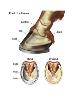 the parts of a horse's nose are shown in this diagram, and it is labeled