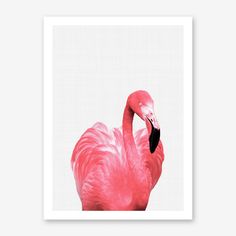 a pink flamingo standing in front of a white background