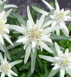 some white flowers are blooming in the garden