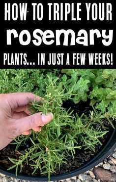 a hand is picking up some plants in a pot with the words how to triple your rosemary plants in just a few weeks