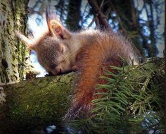 a squirrel sleeping on top of a tree branch