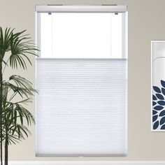 a living room with a plant and window blinds