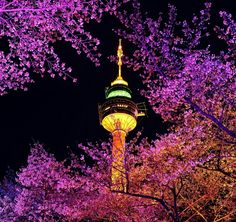 trees with purple and green lights in the background